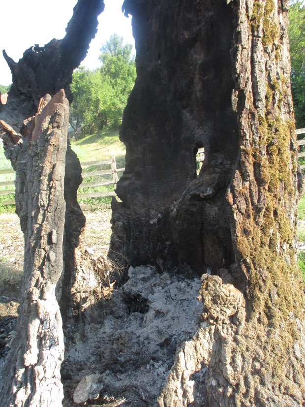 Сад и громови руше храстове на Коридору 11